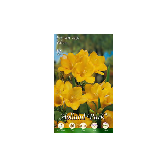 Bulbi Fresia Single Yellow 10 pz 5/6 | Fiori Gialli
