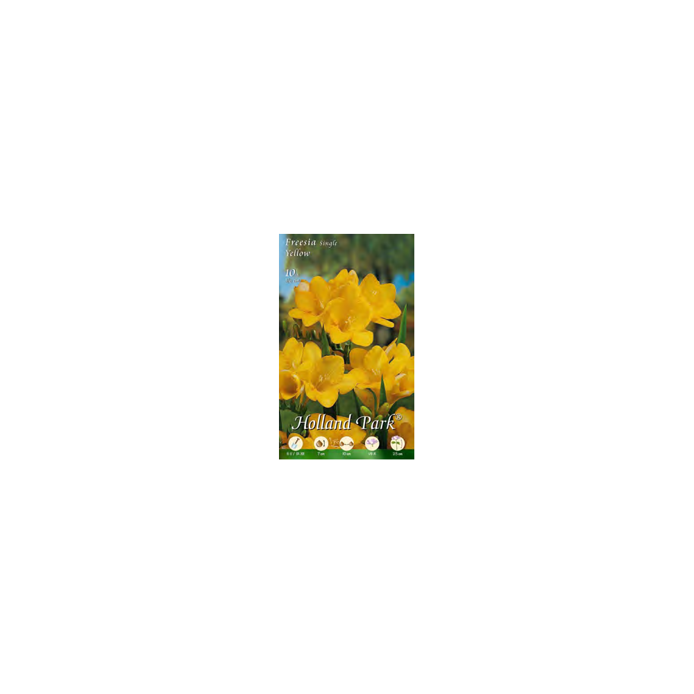 Bulbi Fresia Single Yellow 10 pz 5/6 | Fiori Gialli