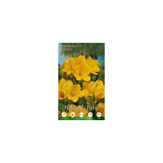 Bulbi Fresia Single Yellow 10 pz 5/6 | Fiori Gialli